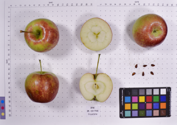Click for 3 image(s) for this accession. FRUIT